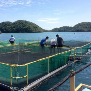 Aqua Netting, Fish cage Netting, Fishery Nets, Aqua Nets