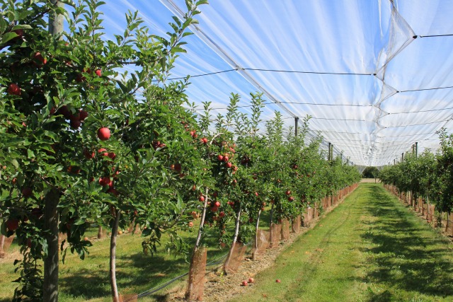 apple-orchard