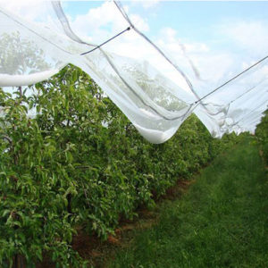 Anti-Hail Netting, Agriculture Nets, Agriculture Netting, Anti-Hail Nets