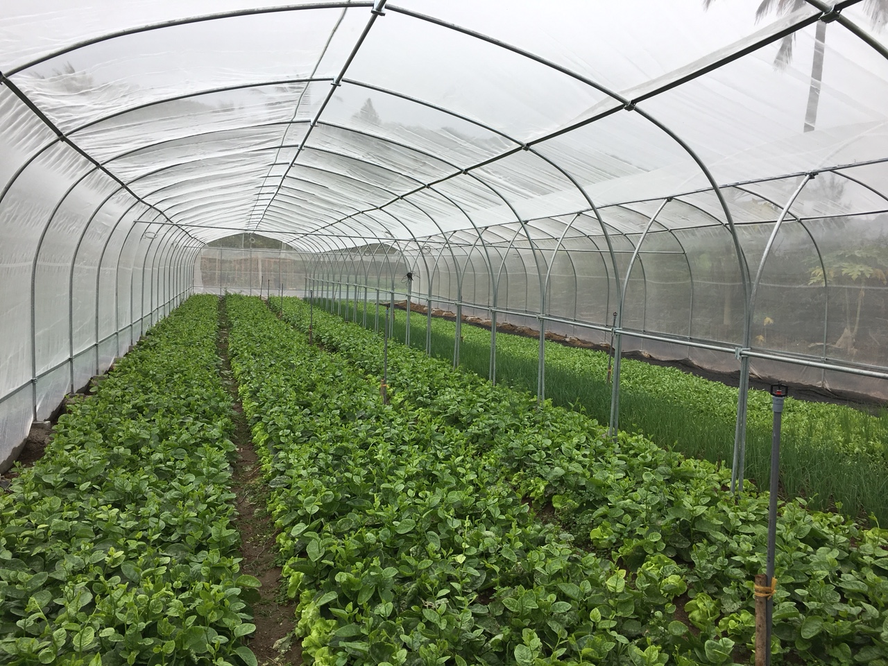 Grow Safer Leafy Vegetables In Net Houses